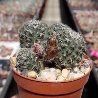Rebutia diersiana v. minor WR 630