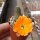 Rebutia diersiana v. minor WR 630