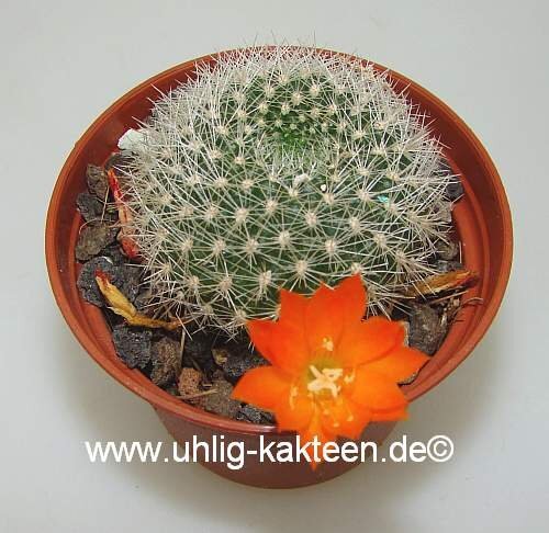Rebutia edeltraudiae RW 066