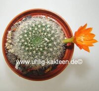 Rebutia edeltraudiae RW 066
