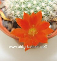 Rebutia edeltraudiae RW 066