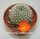 Rebutia edeltraudiae RW 066