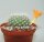 Rebutia edeltraudiae RW 066