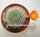 Rebutia edeltraudiae RW 066
