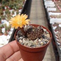 Rebutia einsteinii VS 100