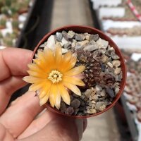 Rebutia einsteinii VS 100