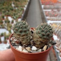 Rebutia eos