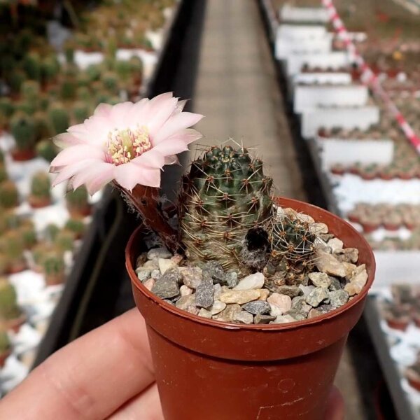 Rebutia eos L 541c