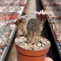 Rebutia eos L 541c
