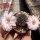 Rebutia eos L 541c