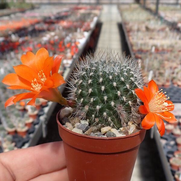 Rebutia escrupula KK 1921