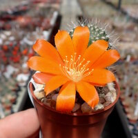 Rebutia escrupula KK 1921