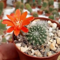 Rebutia escrupula KK 1921