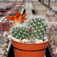 Rebutia escrupula KK 1921