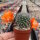 Rebutia escrupula KK 1921