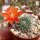 Rebutia escrupula KK 1921