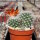 Rebutia escrupula KK 1921
