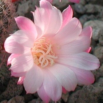 Rebutia espinosae Narvaez, 1800 m, Bolivien (syn. Aylostera)