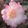 Rebutia espinosae Narvaez, 1800 m, Bolivien (syn. Aylostera)