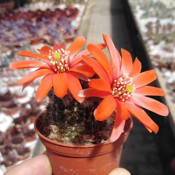 Rebutia euanthema v. andina  WR 700a