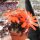Rebutia euanthema v. andina  WR 700a