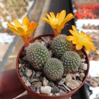 Rebutia fabrisii v. aureiflora (syn. Aylostera)