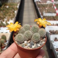 Rebutia fabrisii v. aureiflora (syn. Aylostera)