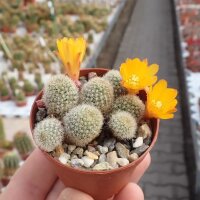 Rebutia fabrisii v. aureiflora (syn. Aylostera)