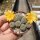 Rebutia fabrisii v. aureiflora (syn. Aylostera)