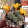 Rebutia fabrisii v. aureiflora (syn. Aylostera)