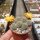Rebutia fabrisii v. aureiflora (syn. Aylostera)