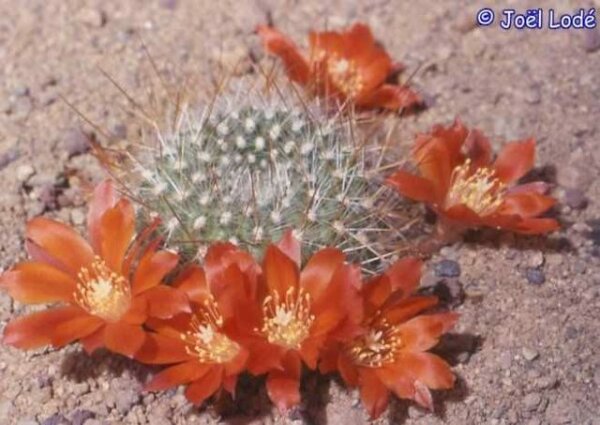 Rebutia fiebrigii (syn. Aylostera)