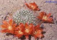 Rebutia fiebrigii (syn. Aylostera)