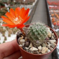 Rebutia fiebrigii f. L 323
