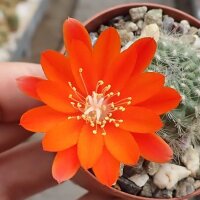 Rebutia fiebrigii f. L 323