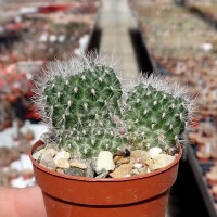 Rebutia fiebrigii f. L 323