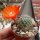 Rebutia fiebrigii f. L 323