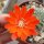 Rebutia fiebrigii f. L 323