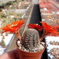 Rebutia friedrichiana WR 646