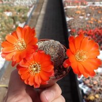 Rebutia friedrichiana WR 646