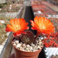 Rebutia friedrichiana WR 646