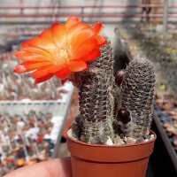 Rebutia friedrichiana WR 646