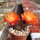 Rebutia friedrichiana WR 646