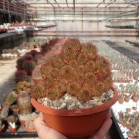 Rebutia fulviseta