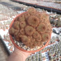Rebutia fulviseta
