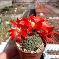 Rebutia gibbulosa KK 1563