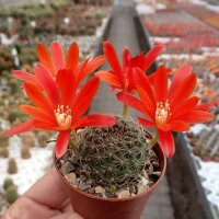 Rebutia gibbulosa KK 1563
