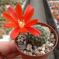 Rebutia gibbulosa KK 1563