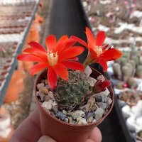 Rebutia gibbulosa KK 1563