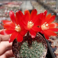 Rebutia gibbulosa KK 1563